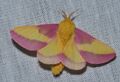 - 7715 – Dryocampa rubicunda – Rosy Maple Moth (20497044485).jpg