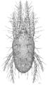 440px-ACAR Tetranychidae Tetranychus urticae.png