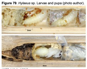 "Brood cell of a cavity-nesting Hylaeus sp."