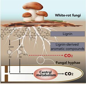 042921-ber-fungi.jpg