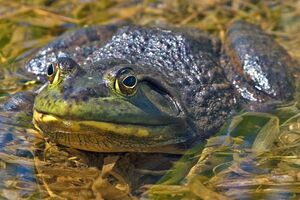 American bullfrog adult male.jpg